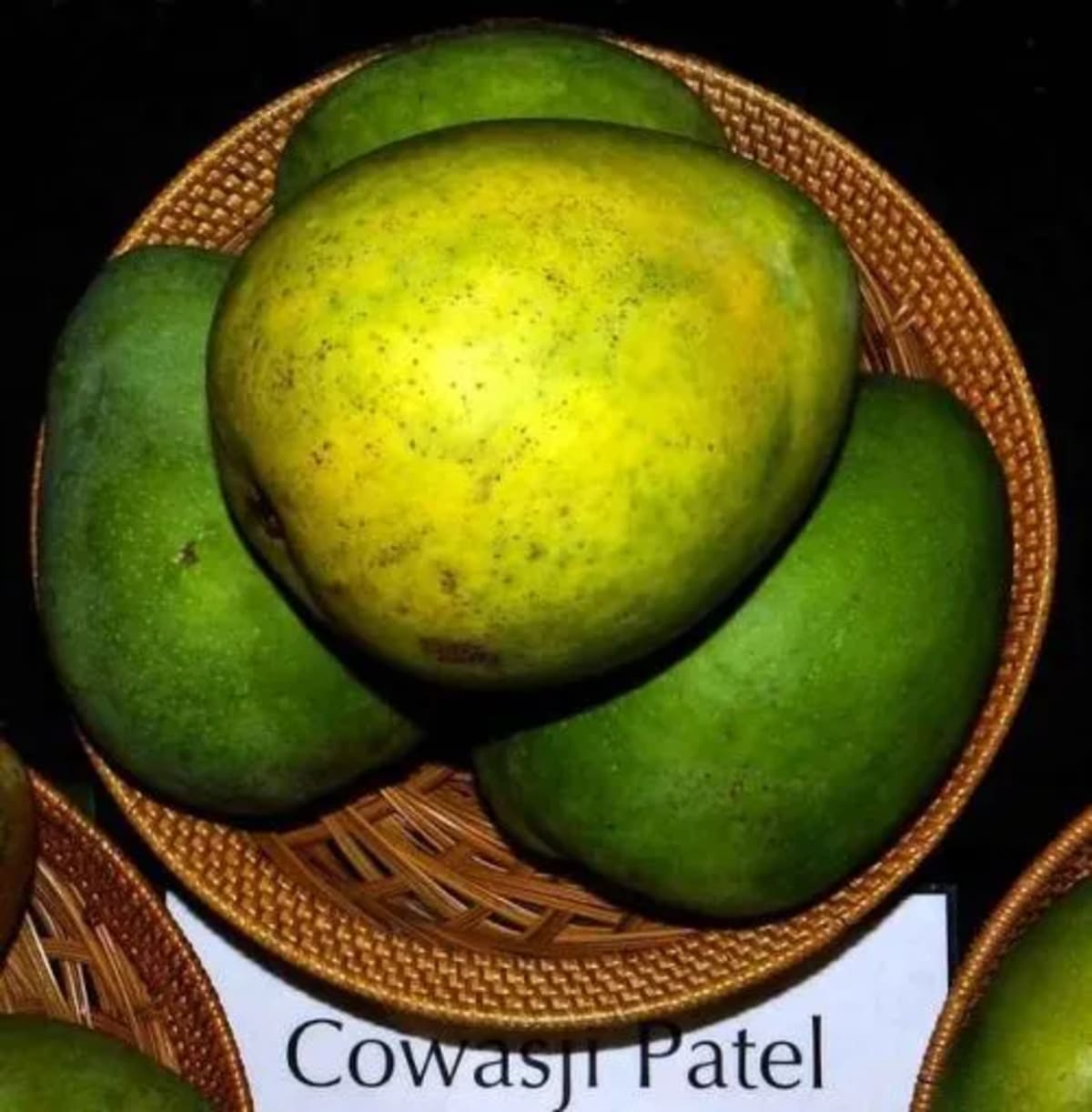 Farmer Revives 200-Year-Old Mango Once Gifted to Royalty - Image 5