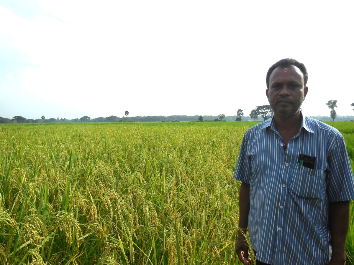India's High-Protein Rice Fights Hidden Hunger - Image 5