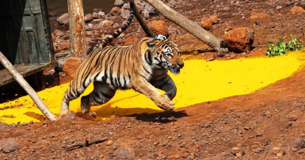 Tigress Hirkani Helps Rebuild Maharashtra's Lost Tiger Home - Image 5