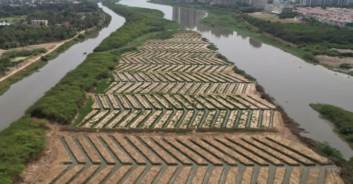 600 Villagers Clear 750kg of Plastic, Plant 20,000 Mangroves - Image 4