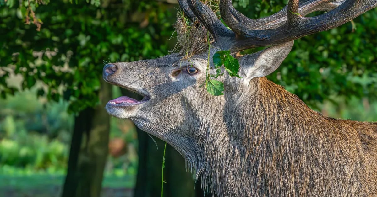 AI Decodes Animal Communication and Hidden Social Lives - Image 4