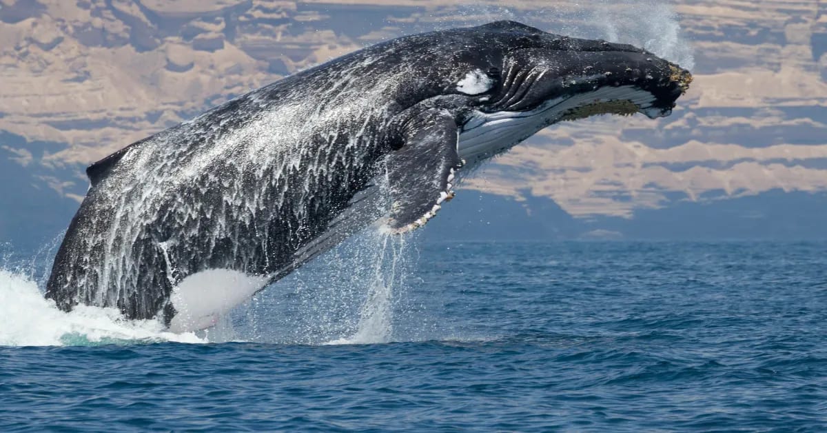 AI Decodes Animal Communication and Hidden Social Lives - Image 5