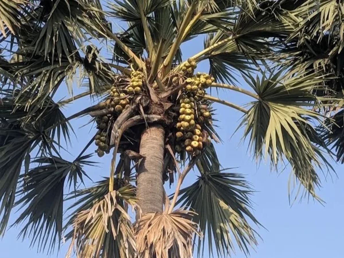 Tamil Nadu's 'Tree of Life' Revived by Community Tourism - Image 4