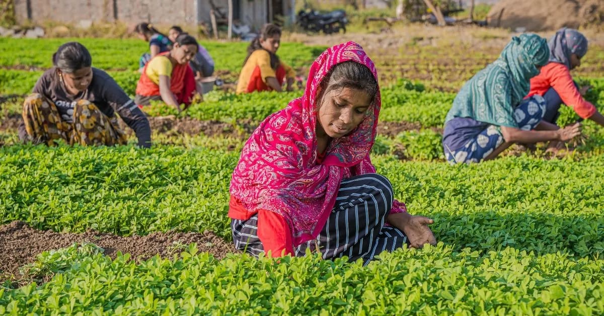 Women Now Fill Nearly Half of India's Agriculture Schools - Image 5