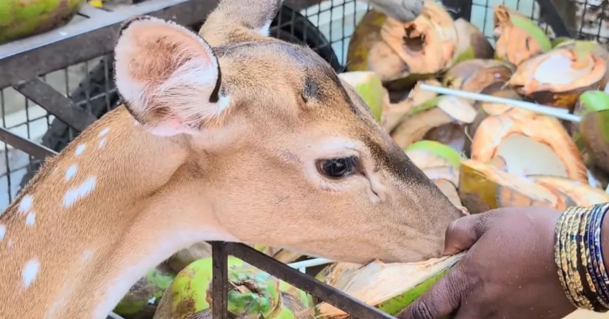 IIT Madras Coconut Vendor Feeds Students and Monkeys for 20 Years - Image 4