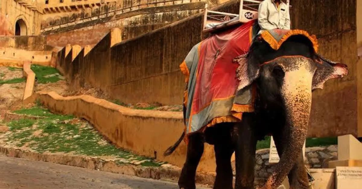 India Builds First Village for Elephants and Caretakers - Image 5