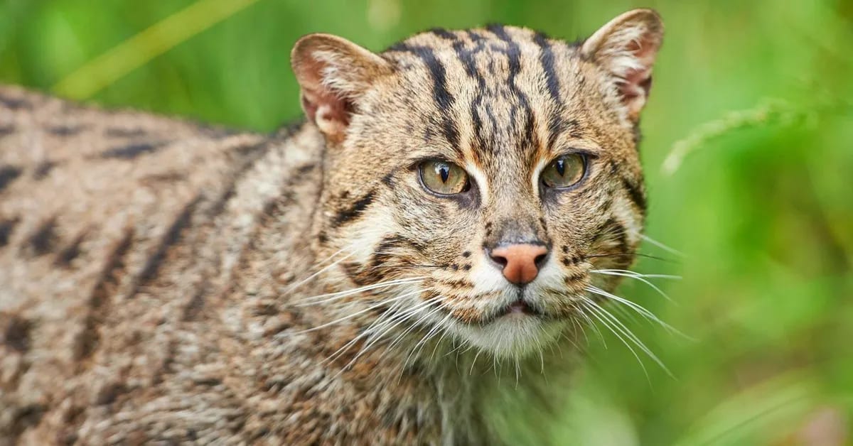 Father and Son Photograph Rare Fishing Cat in India - Image 4
