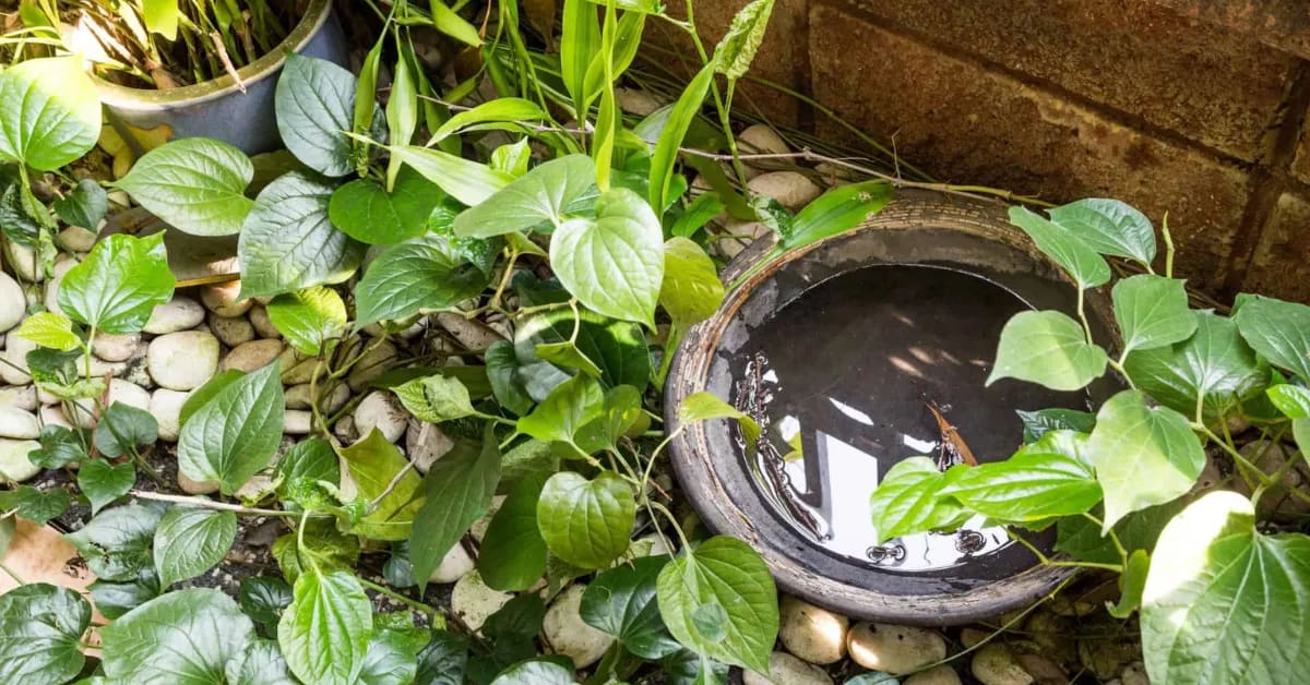 Parents Share 6 Simple Ways to Cut Mosquito Bites at Home - Image 4