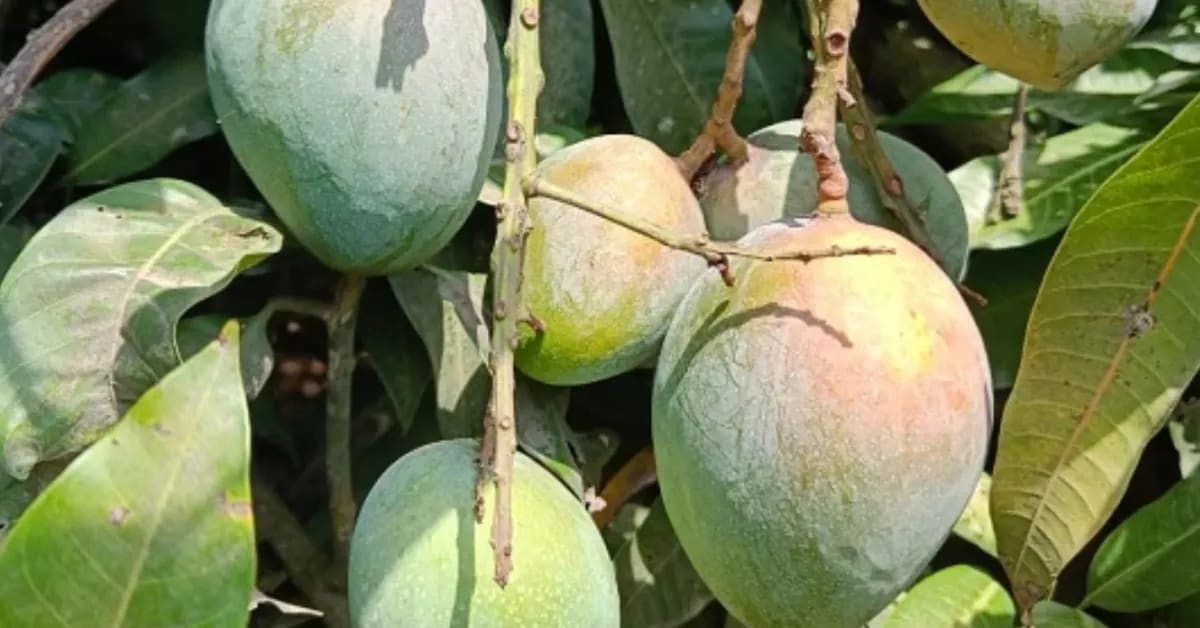 India's Forgotten Jehangir Mango Still Grows in Hidden Orchards - Image 3