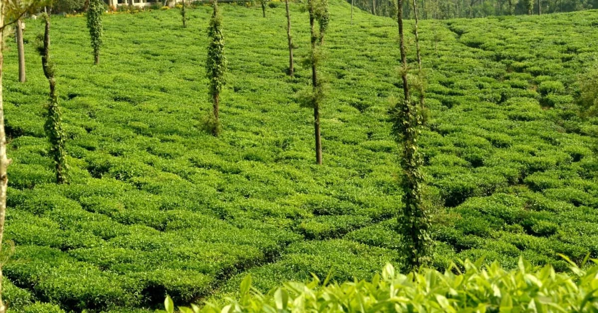 How South India Turned Coffee Into Filter Kaapi - Image 4