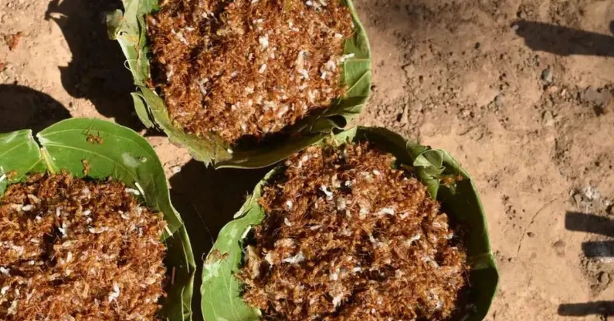 India's Ant Chutney Wins National Heritage Tag - Image 3