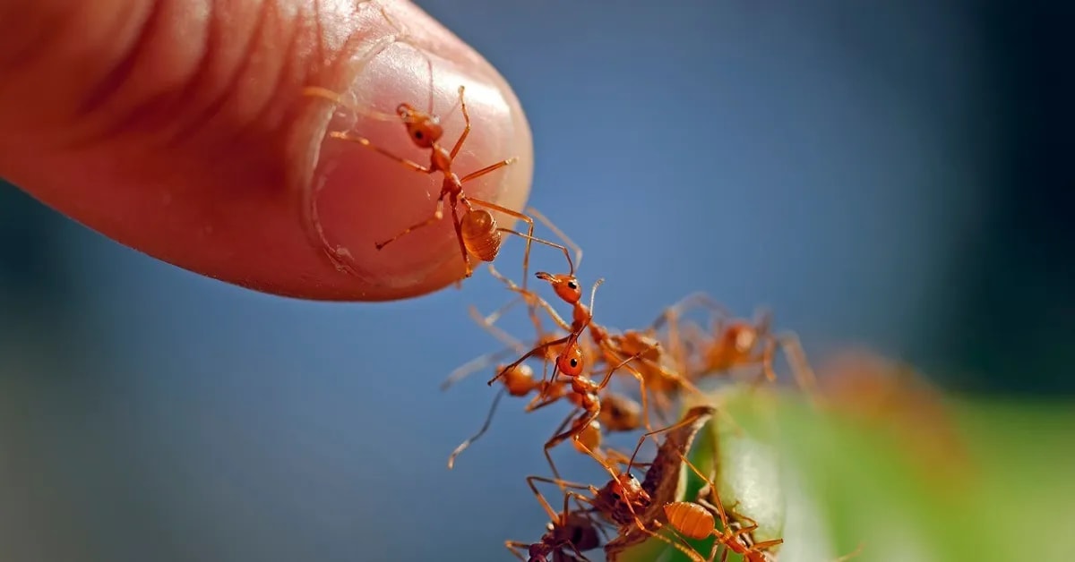 India's Ant Chutney Wins National Heritage Tag - Image 5