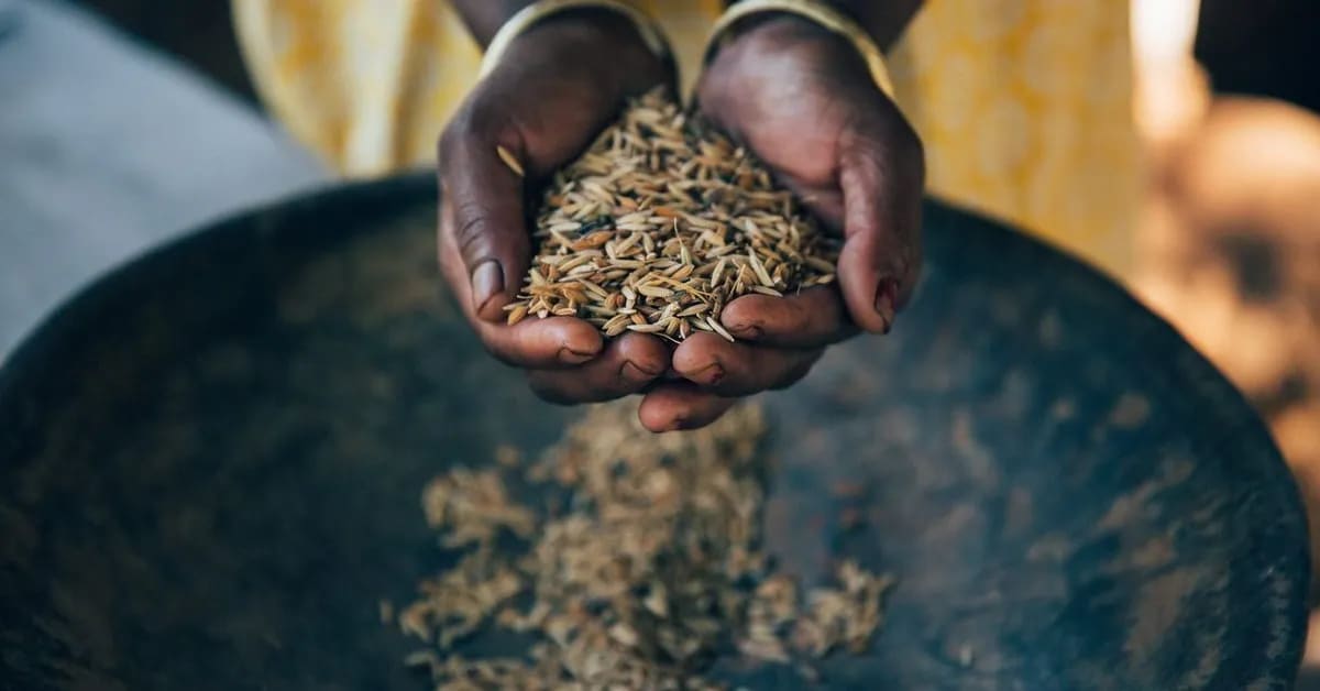 Indian Farmers Revive 100,000 Ancient Rice Varieties - Image 5
