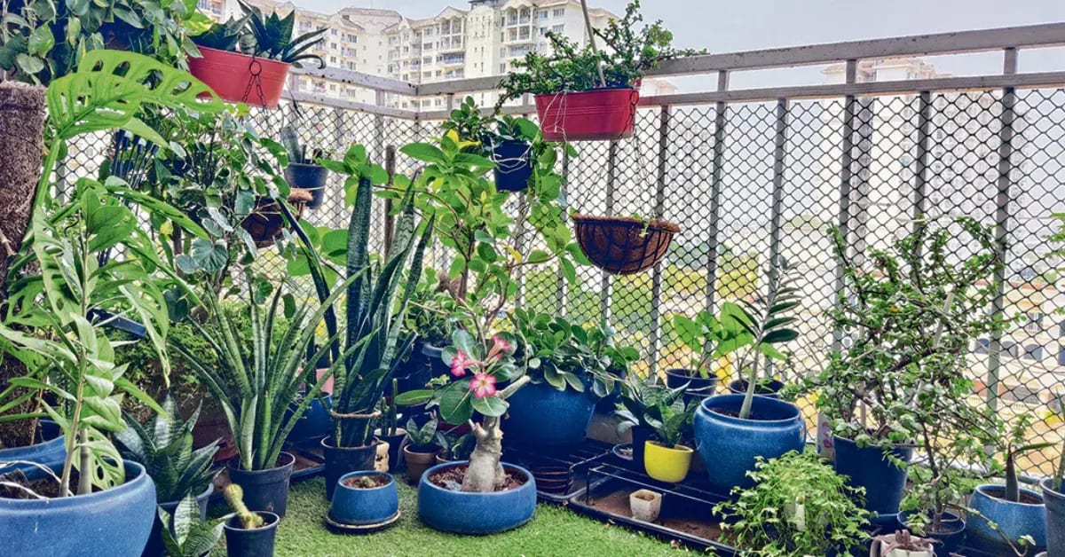 8 Simple Tricks Keep Indian Gardens Alive in Summer Heat - Image 3