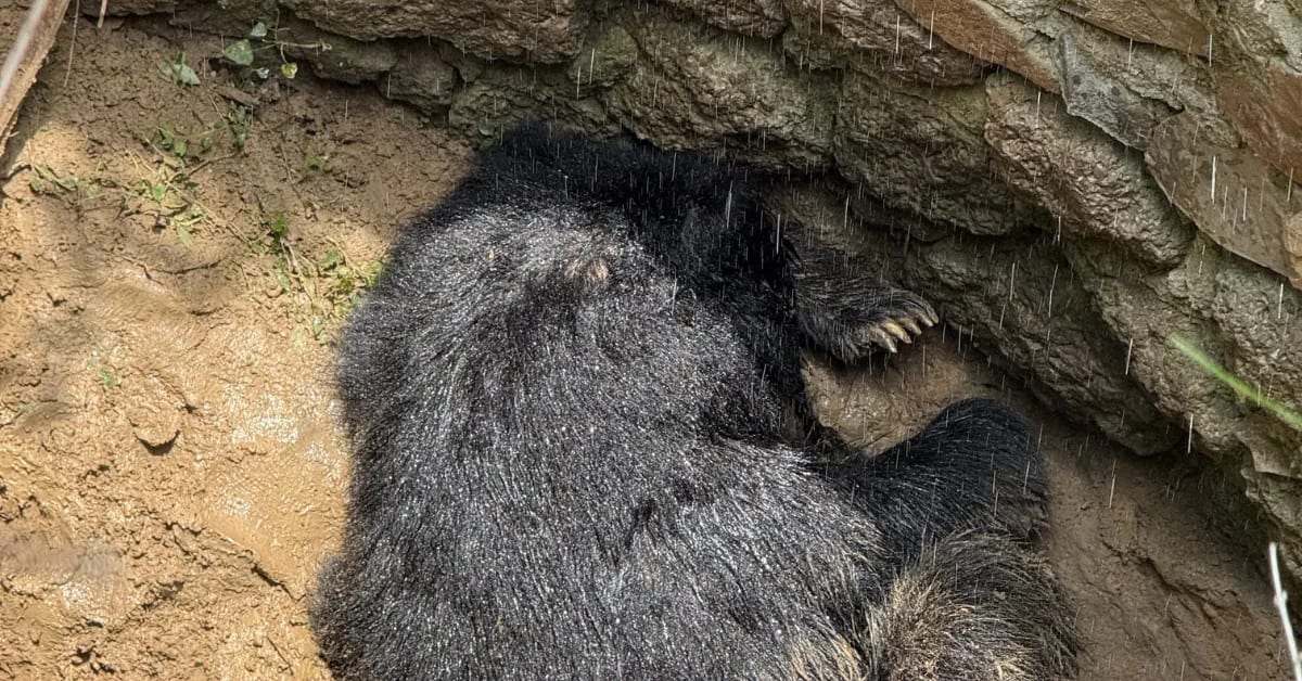 Rescuers Save Dehydrated Bear Trapped in Well in India - Image 4