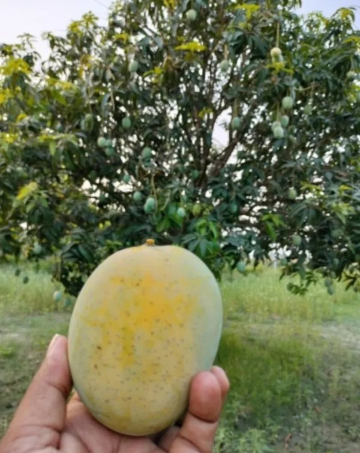 Bengal's Twice-Fruiting Mango Boosts Farmers Year-Round - Image 5