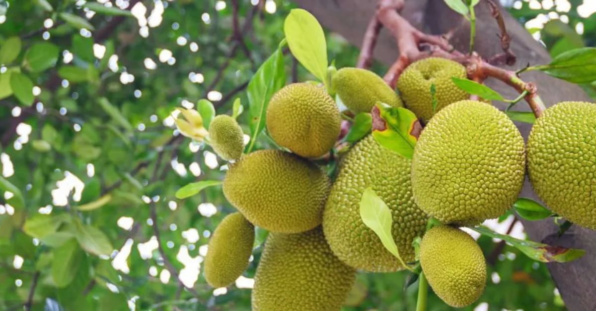 Kerala Man Preserves 210 Jackfruit Varieties Organically - Image 5