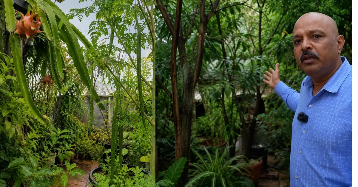 Engineer Grows 100+ Plant Rooftop Forest in Bengaluru - Image 4