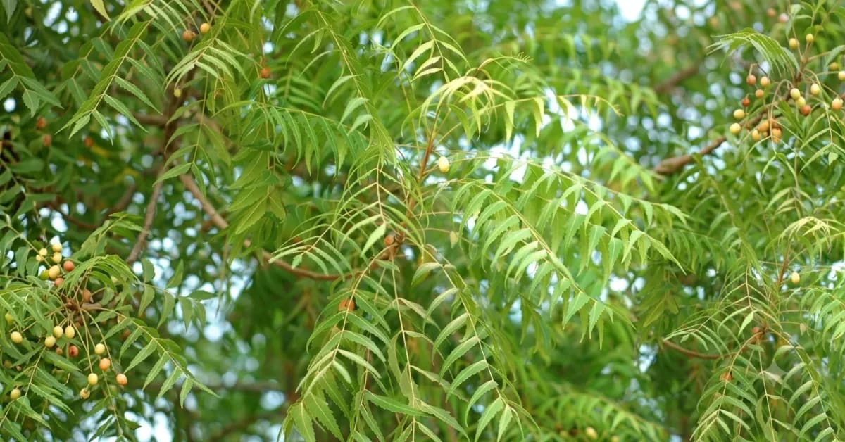 India's Monsoon Tree Planting Tradition Shows Climate Wisdom - Image 5