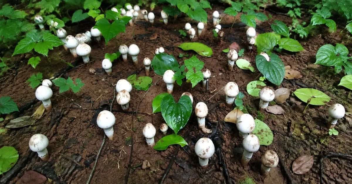 India's Monsoon Powers Mushroom Farms That Need No Soil - Image 4