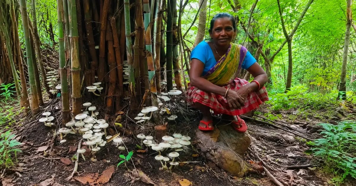 India's Monsoon Powers Mushroom Farms That Need No Soil - Image 5