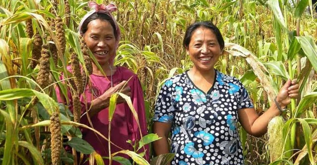 90 Nagaland Farmers Revive Traditional Millet Farming - Image 4