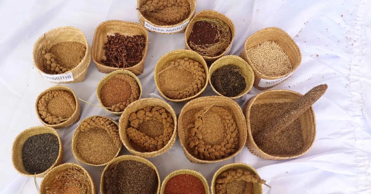 90 Nagaland Farmers Revive Traditional Millet Farming - Image 5