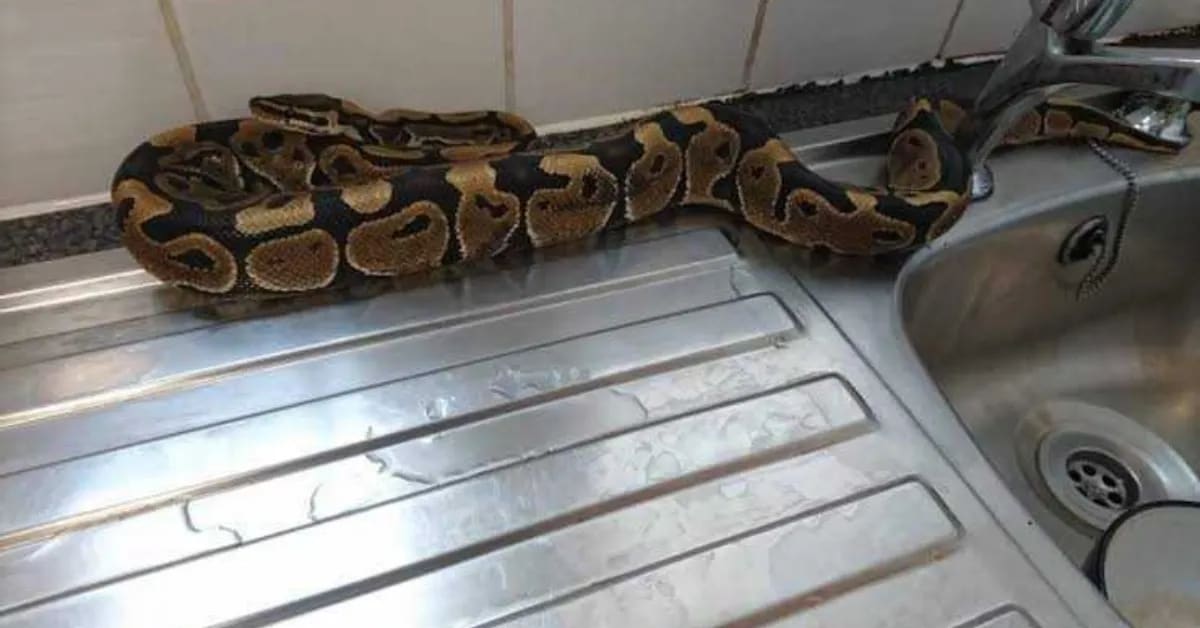 India Snake Rescuers Save Thousands During Monsoon Season - Image 5