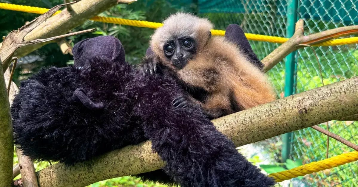 Baby Gibbon Rescued in Assam Shines Light on India's Apes - Image 5