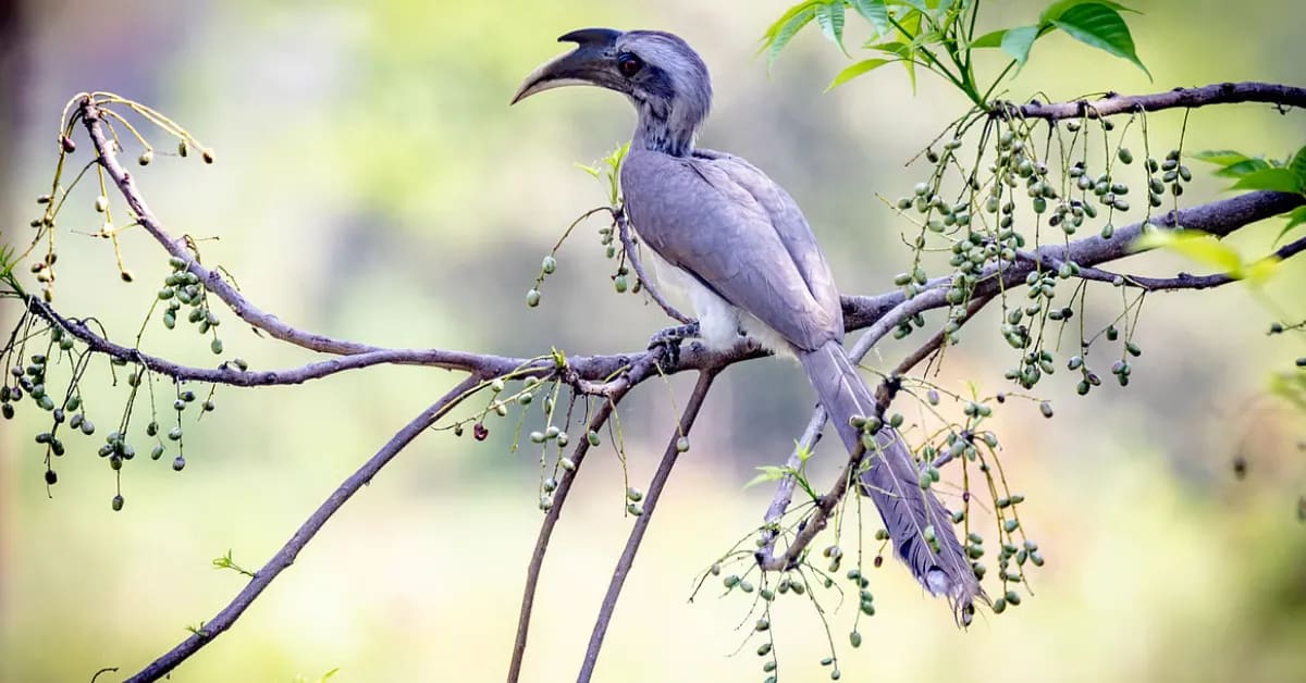 Rare Hornbills Return to India's Gir After 60 Years - Image 4