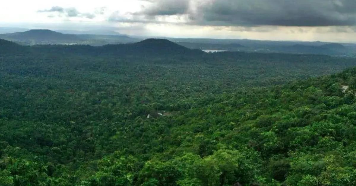 Forest Officer Restores Ancient Sacred Forest in Ujjain - Image 4