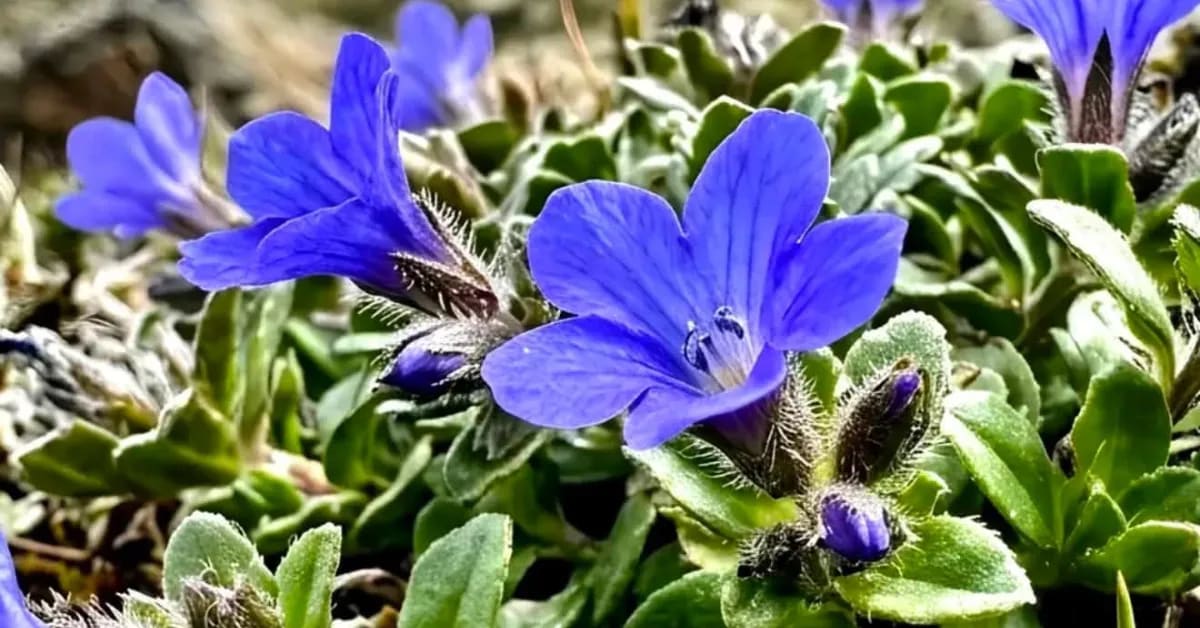 Purple Flower Returns to India After 158 Years - Image 4