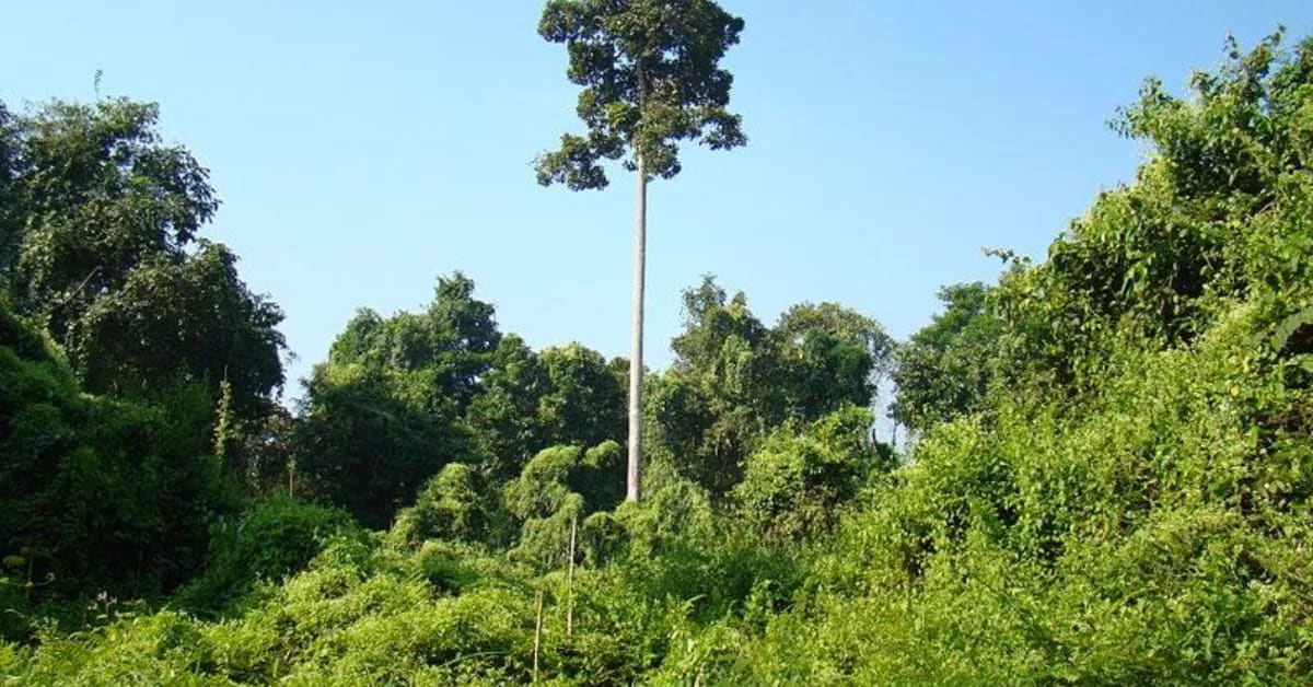 Assam's 150-Foot Hollong Trees Fight Floods for Centuries - Image 5
