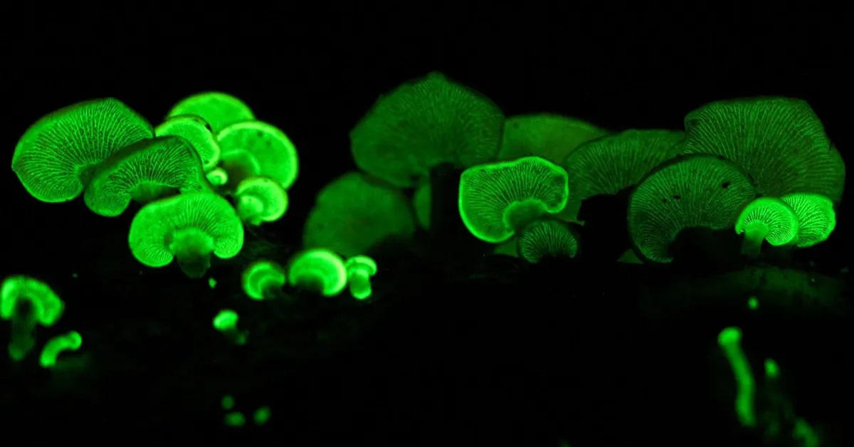 India's Glowing Forests Light Up After Dark in the Monsoon - Image 5