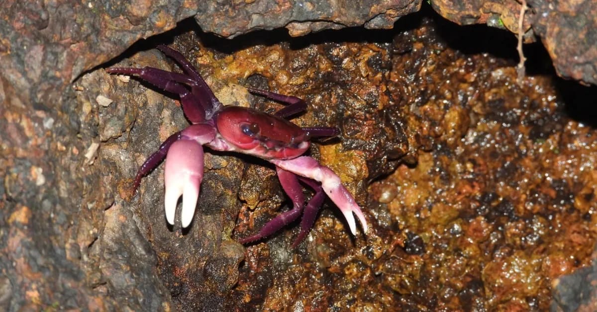 Forester's Curiosity Leads to New Crab Species Discovery - Image 5
