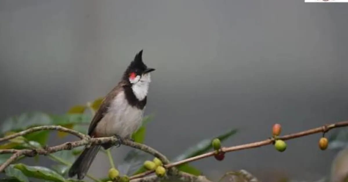 Shade-Grown Coffee Saves Birds, Bees & Wildlife in India - Image 4