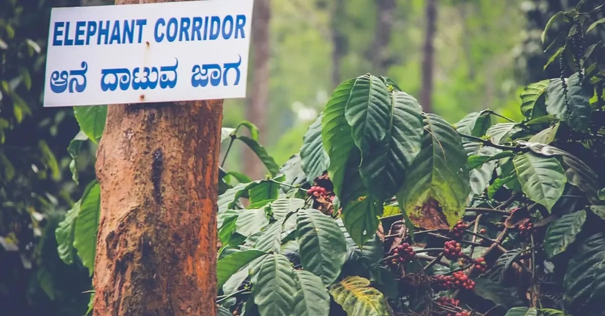 Shade-Grown Coffee Saves Birds, Bees & Wildlife in India - Image 5
