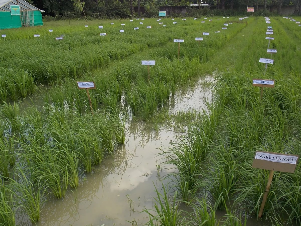 Woman Saves 1,000 Rice Varieties, Helps 30,000 Farmers - Image 5