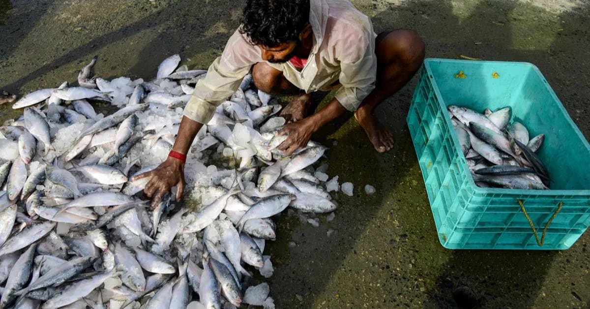 How India's Fish Balance Salt and Water to Survive - Image 5