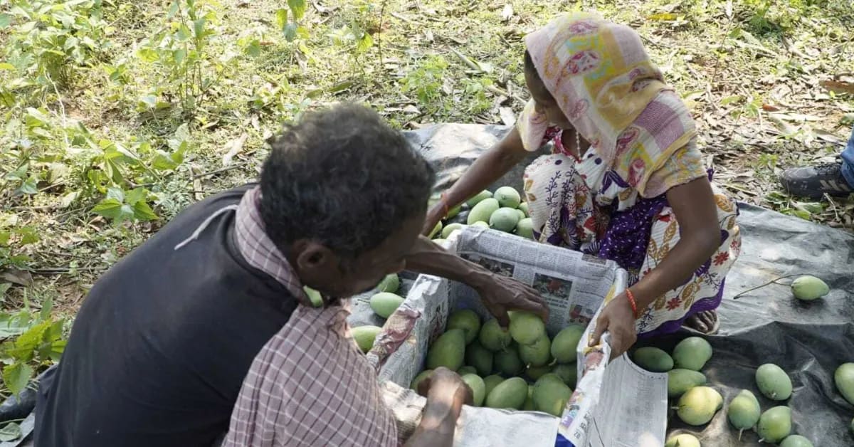 Jharkhand Farmer's Mangoes Now Sell in England, Triple Income - Image 4