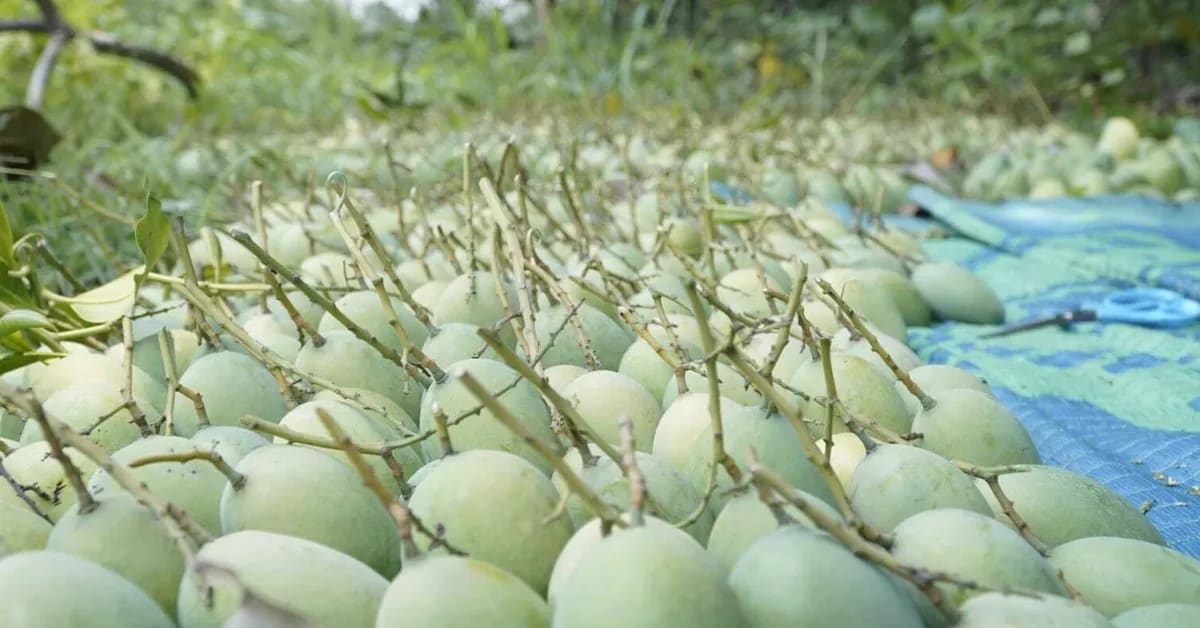 Jharkhand Farmer's Mangoes Now Sell in England, Triple Income - Image 5