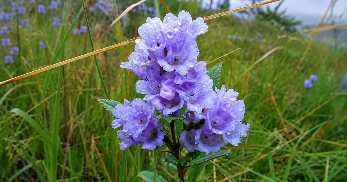 India's Rare Blue Flowers Bloom 4 Years Early in Munnar - Image 4