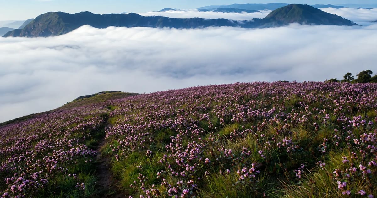 India's Rare Blue Flowers Bloom 4 Years Early in Munnar - Image 5