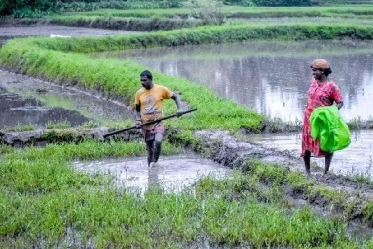 5 Indian Rice Varieties Built to Survive Extreme Floods - Image 4