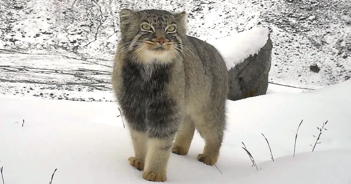 India Discovers Fluffy Pallas's Cat in 5 States - Image 5
