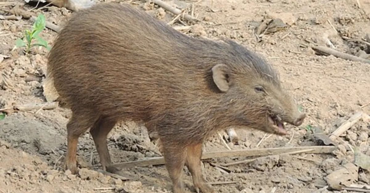 Assam Brings World's Smallest Pig Back from Near Extinction - Image 5