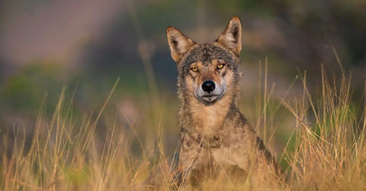 India's Largest Wolf Population Thrives in Madhya Pradesh - Image 5