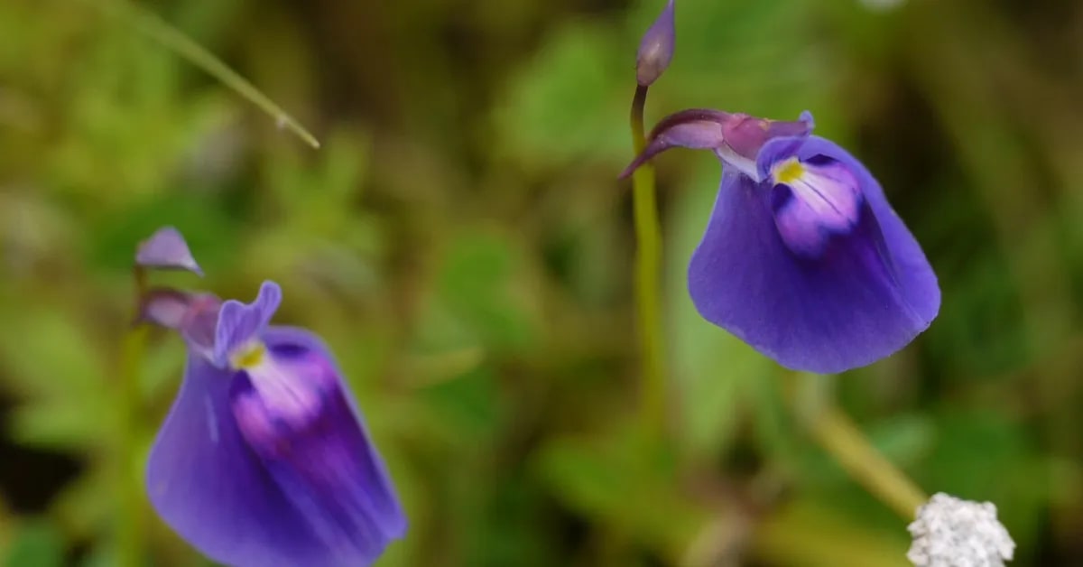 Tiny Carnivorous Plants Bloom on India's Monsoon Plateaus - Image 4