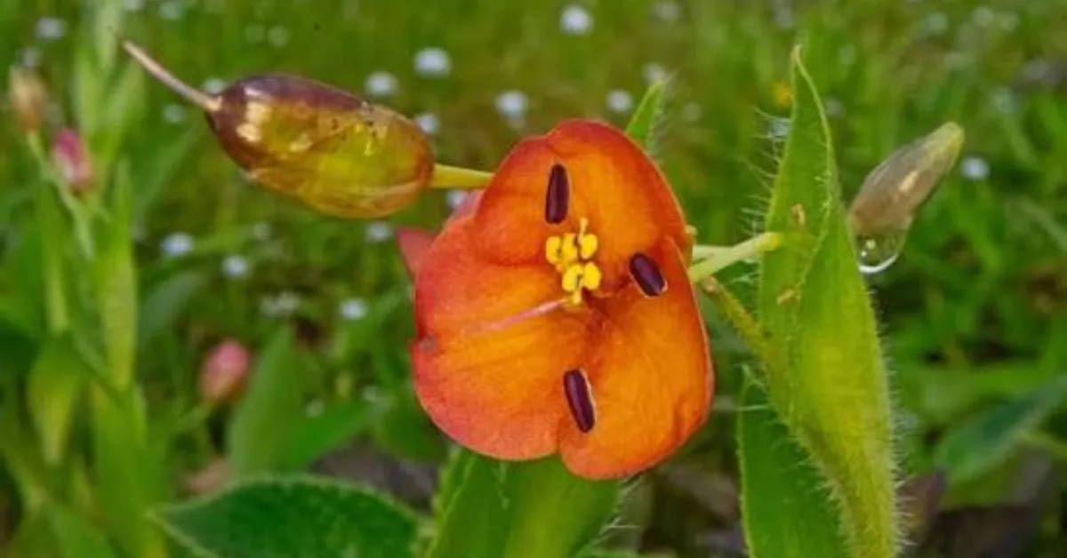 Tiny Carnivorous Plants Bloom on India's Monsoon Plateaus - Image 5