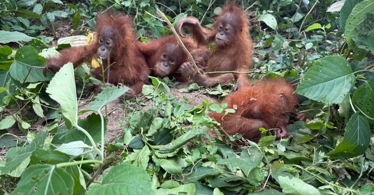 India Rescues 5 Baby Orangutans in Wildlife Mystery - Image 5